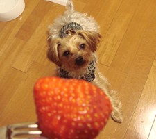 いちごっ!!!