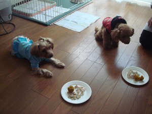 待て!!!