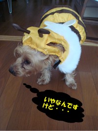 ハチさんよ