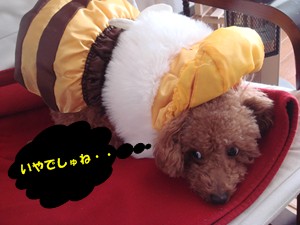ハチさん嫌い
