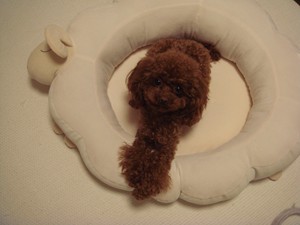 羊ちゃん