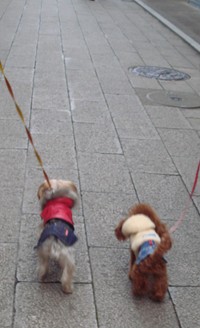 ここあ&ぷりん