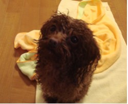 ここあ*ミニバブ