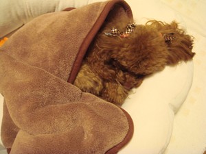 寝ます・・・・・・・・ZZZ
