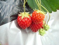 いちご狩り