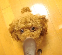 チョコ欲しいでしゅ・・・