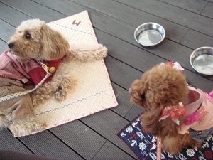 おやつくだしゃいっ!!!