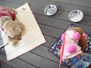 うまうま♪うまうま♪