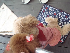 そこはここあのマットでしゅ・・・