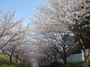 さくらのトンネル