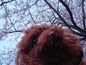 さくら&ここあ