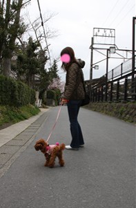 お花見出発!