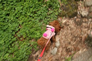 山道は楽しいです!