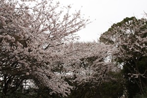 源氏山公園