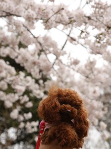 ここあ@源氏山公園の桜