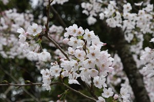 桜@銭洗弁財天