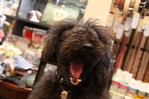 プーチくん