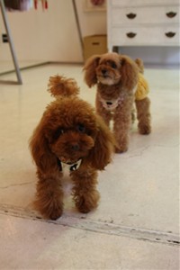 ここあ&こめこめちゃん