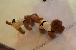 ここあ&こめこめちゃん