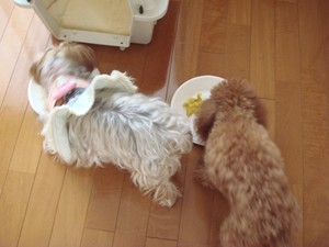 うまうま♪