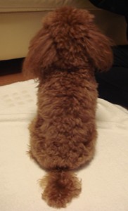 後姿♪