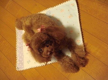 ここあのよ
