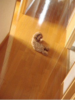 廊下で涼むここあ