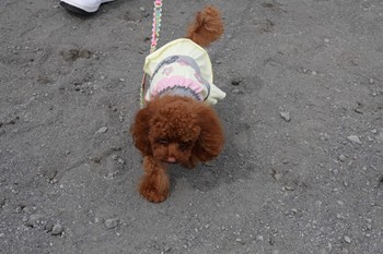 歩くでしゅ