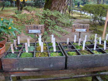 苔・苔・苔・・・