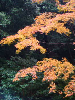 銀閣寺・もみじ