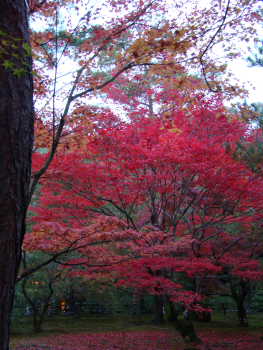 金閣寺・もみじ