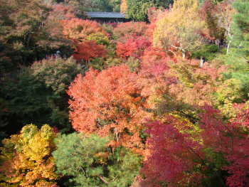 東福寺・もみじ