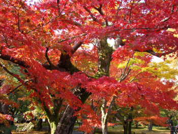 東福寺・もみじ