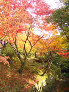 東福寺・もみじ