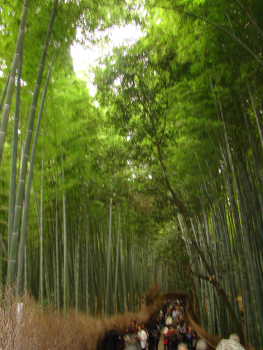嵯峨野・竹林