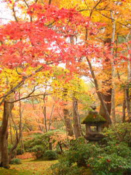 大河内山荘・もみじ