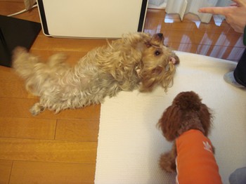 コピー ~ DSC05802.JPG