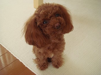 おめでとう