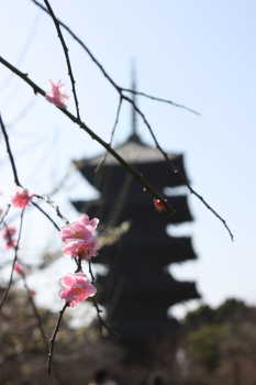 梅と五重塔