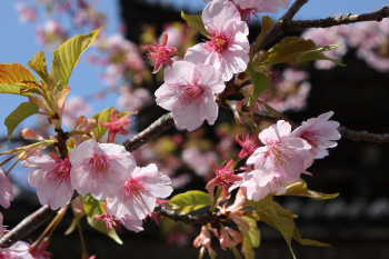 桜