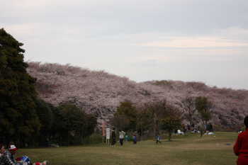桜@森林公園