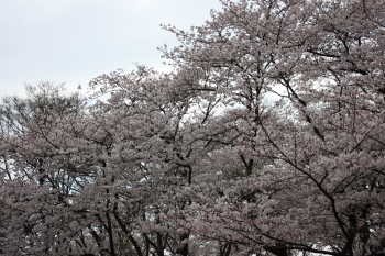 桜@森林公園