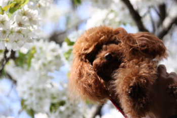 ここあと桜