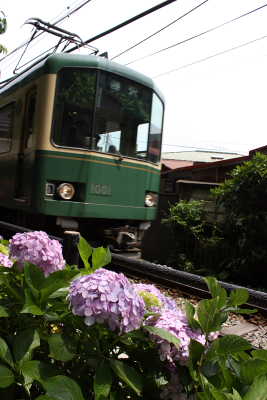 江ノ電と紫陽花