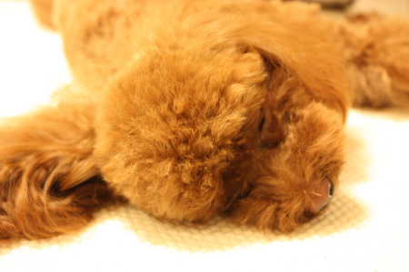 ZZZ・・・・・