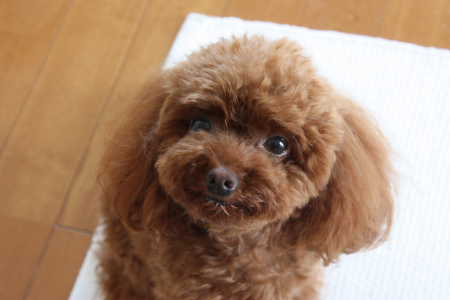 ここあ♪