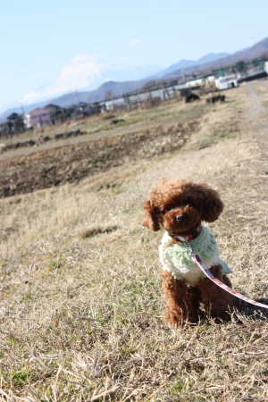 富士山とここあ♪