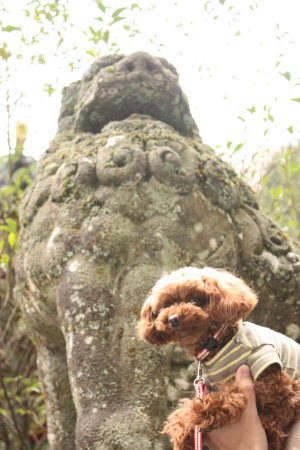 ここあ狛犬