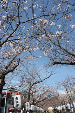 桜並木♪