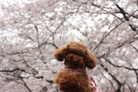 ここあと桜♪